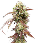 WEST COAST OG X GELATO AUTO 41 - GREEN HOUSE SEED CO